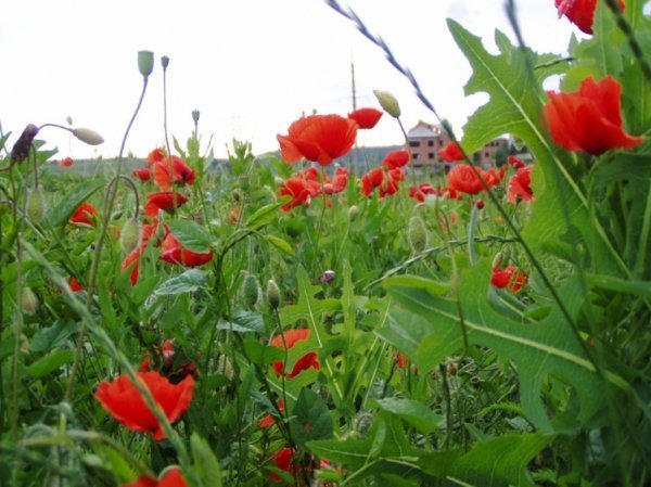 Фотовиставка Олександра Пизи